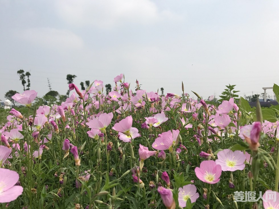092041lisgkwlnamuwll3g.jpg