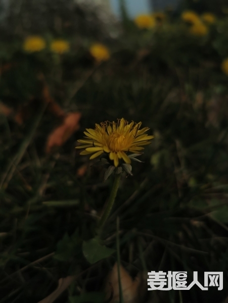 1615711743978147_727.jpg
