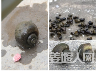 福寿螺照片
