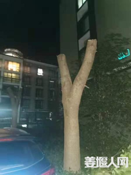 实际修剪后1