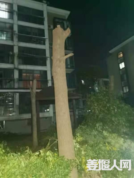 实际修剪后3
