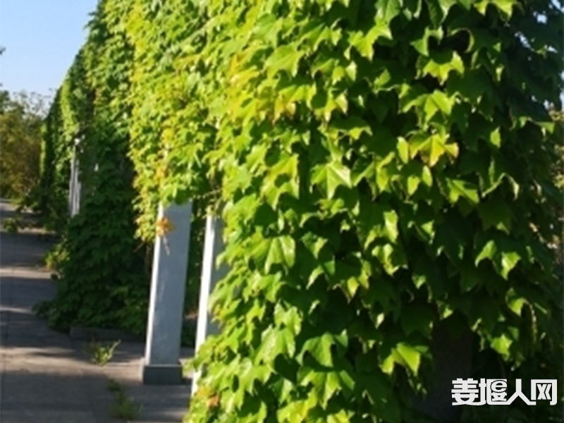 075927i0of9rqjycyfxhff.jpg
