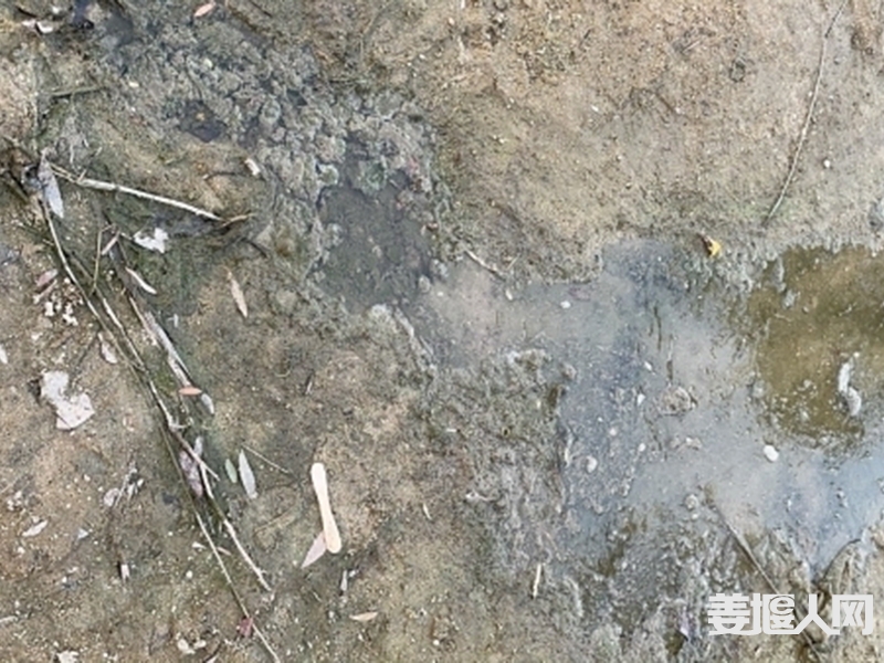 212455kububuw1ffob6ppf.jpg