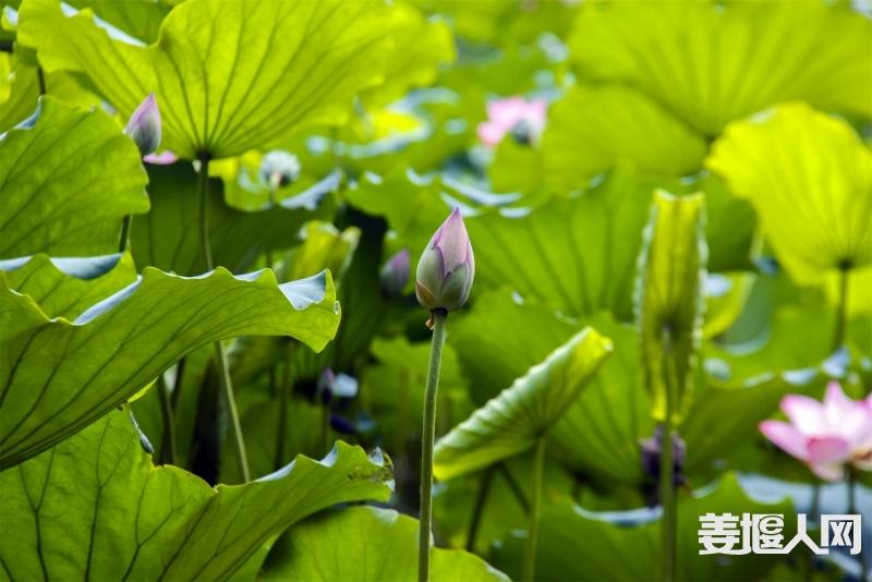 _MG_8439副本.jpg