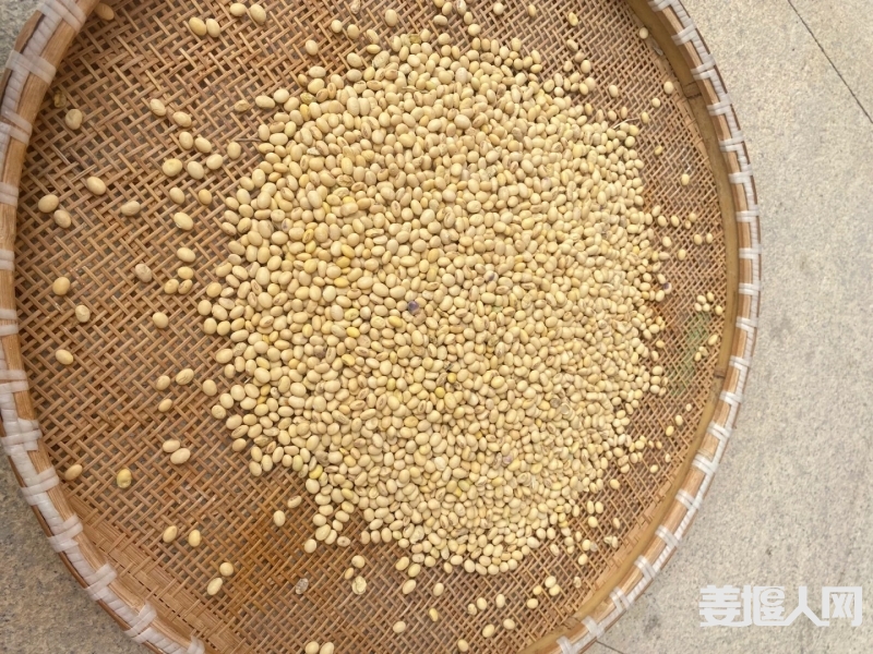 婆婆自己种的老黄豆，打豆浆真的好喝！_1_金洲农家人_来自小红书网页版.jpg