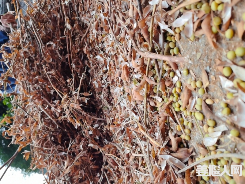 老品种绿皮土黄豆，打豆浆做豆腐豆花煲汤！_1_广西韦小果_来自小红书网页版.jpg