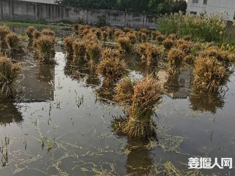 qi_niu_1730688355259_688_688_688.jpg